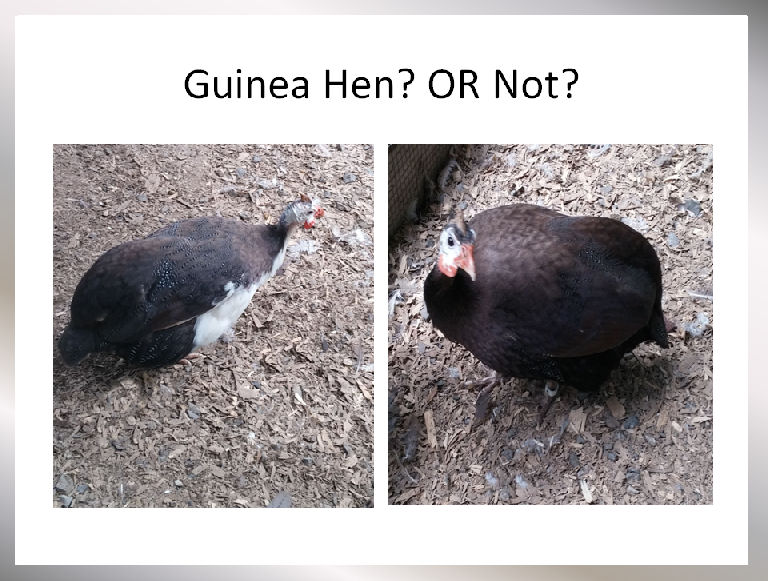 Guinea Fowl Age Chart