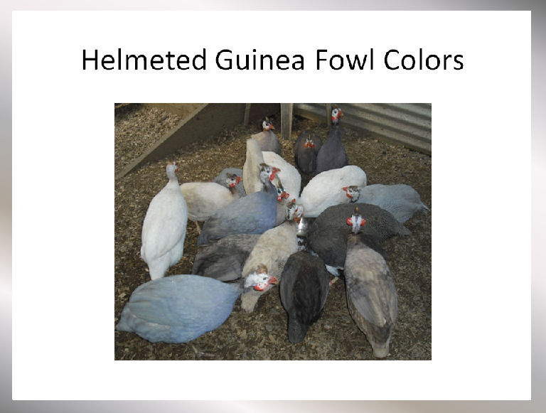 Guinea Fowl Color Chart