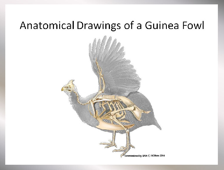 Guinea Fowl Color Chart